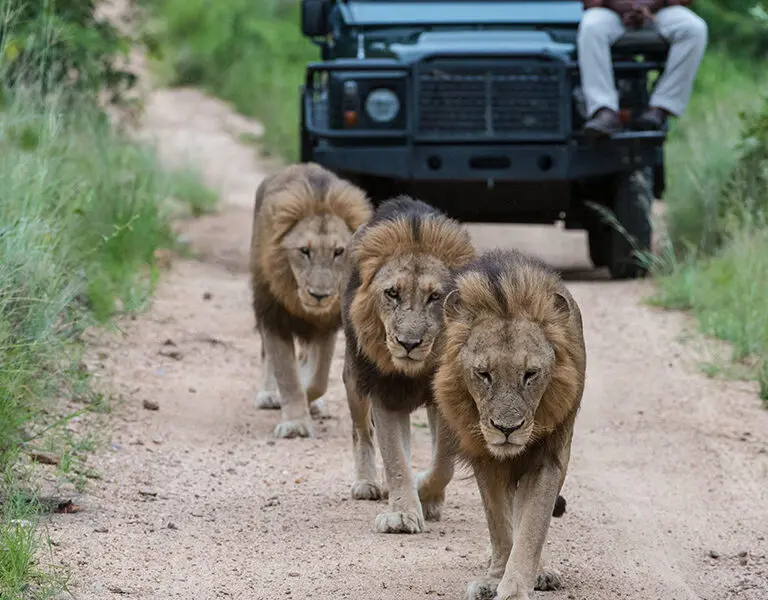 Sabi Sands is renowned for its big cat sightings - exclusive to guests of the reserve | Sabi Sabi Bush Lodge