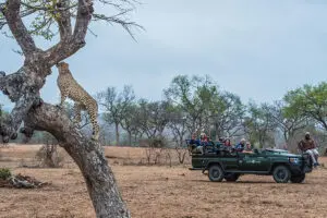 Game drives on a private concession.