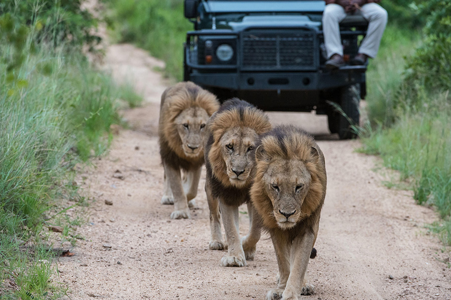 Thrilling Big5 game drives.