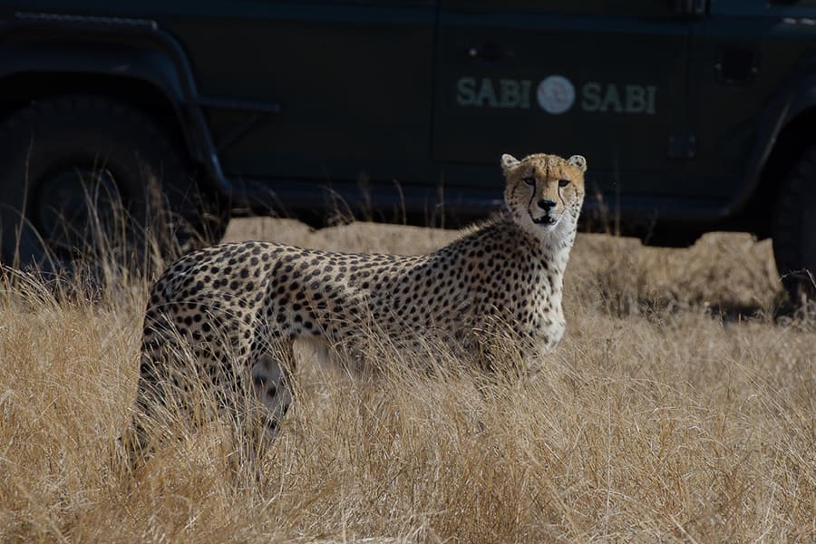Descubra grandes felinos en la Reserva Privada de Sabi Sands, como guepardos, leopardos y leones. 