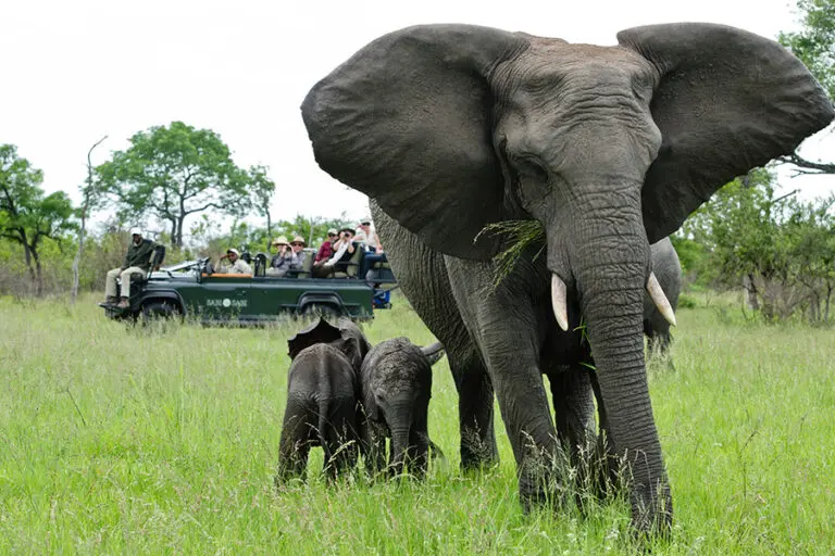 sabi-sabi-little-bush-camp-safari_3