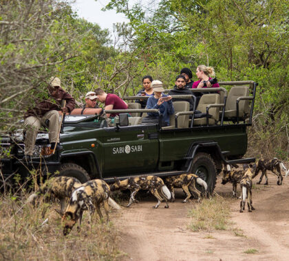 Sabi Sands has a thriving population of the endangered African wild dog - a special sighting while on safari.