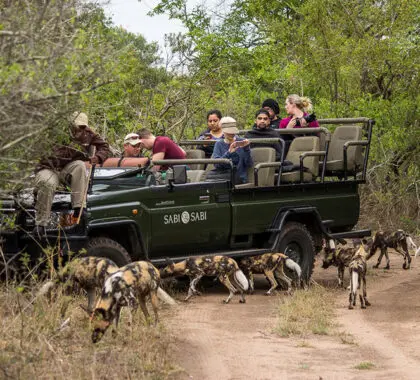 Sabi Sands has a thriving population of the endangered African wild dog - a special sighting while on safari.