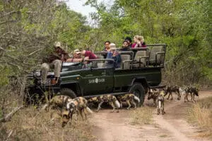 Disfrute de safaris en la Reserva Privada de Sabi Sands, rica en fauna salvaje, que comparte una frontera no vallada con el Parque Nacional Kruger.