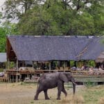 Elefantes y otros animales pasan junto al campamento. 