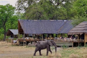 Elefantes y otros animales pasan junto al campamento. 