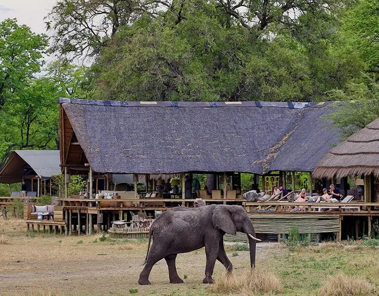 Elephant and other animals pass by camp. 