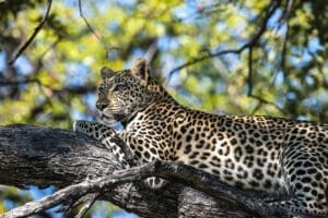 Avistamiento de grandes felinos durante los safaris.