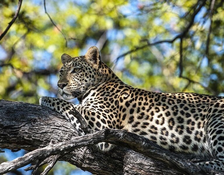 Big cat sightings on game drives.