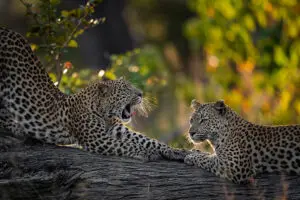 Big cat sightings on game drives.