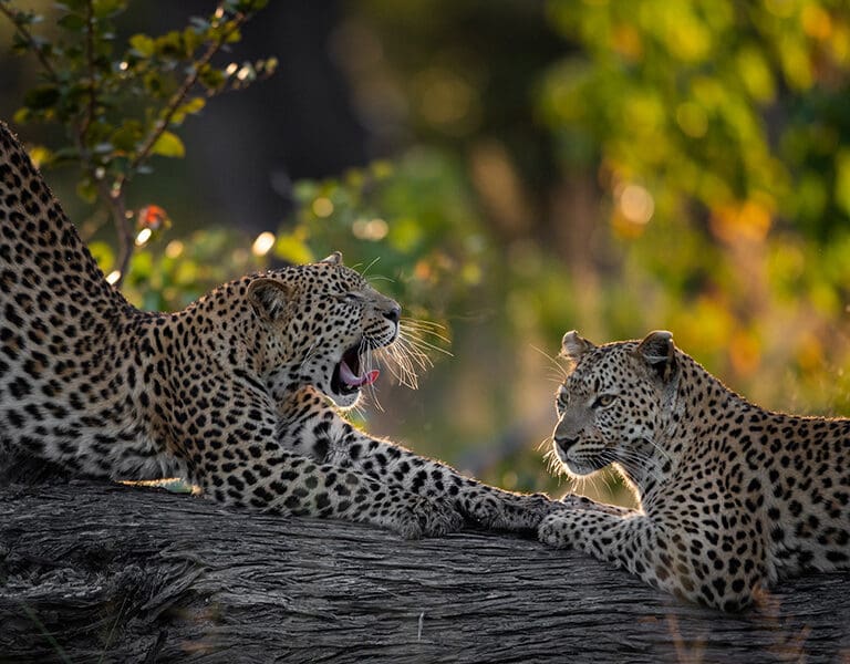 Big cat sightings on game drives.