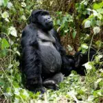 Experimente una emocionante excursión a pie entre gorilas por los bosques de Virunga.