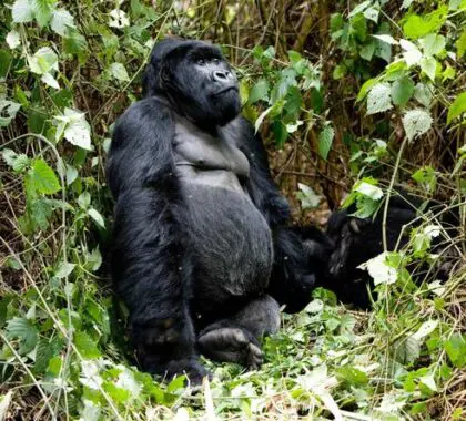 Experience a thrilling gorilla trekking excursion through the Virunga forests.
