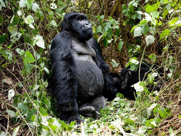 Experience a thrilling gorilla trekking excursion through the Virunga forests.
