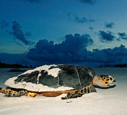 Wildlife viewing doesn't end with your safari: turtle nesting, bird watching & teeming coral reefs await!