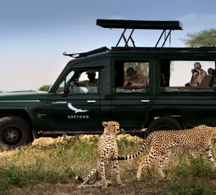 Safari-game-drive-andBeyond-Serengeti-Under-Canvas