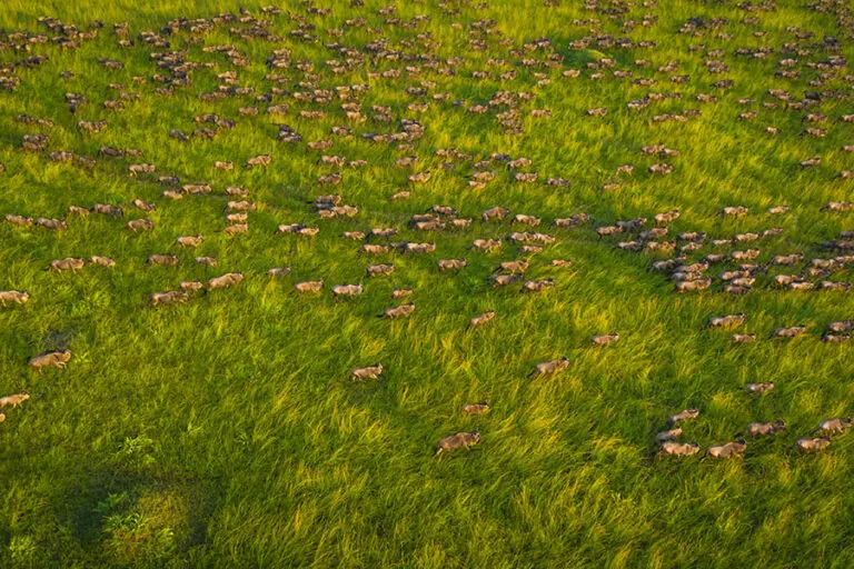 Wildebeest migration from a hot-air balloon.