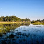 Situado en la isla del Jefe, en el delta del Okavango. 