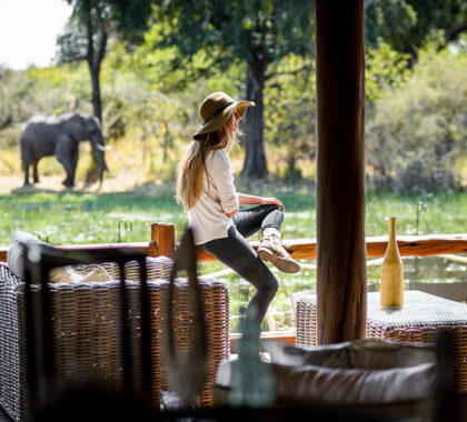 The wildlife is comfortable to roam close to camp at Sanctuary Chiefs.