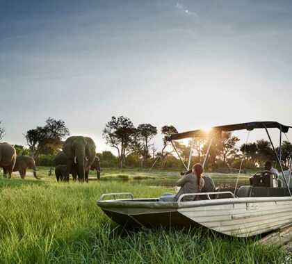 Water-based safari on the Chobe River.
