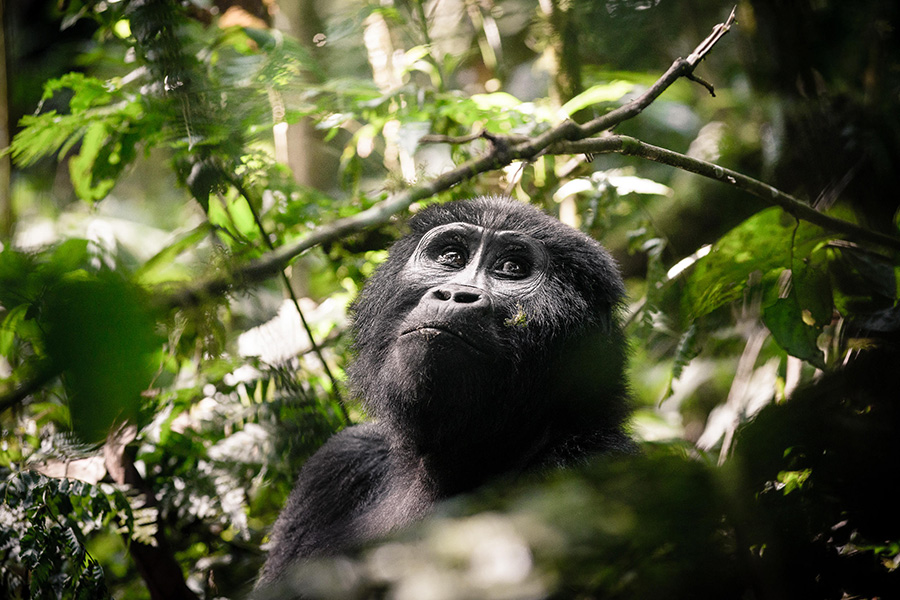 Gorilla Trekking at Sanctuary Gorilla Forest Camp in Bwindi National Park, Uganda | Go2Africa