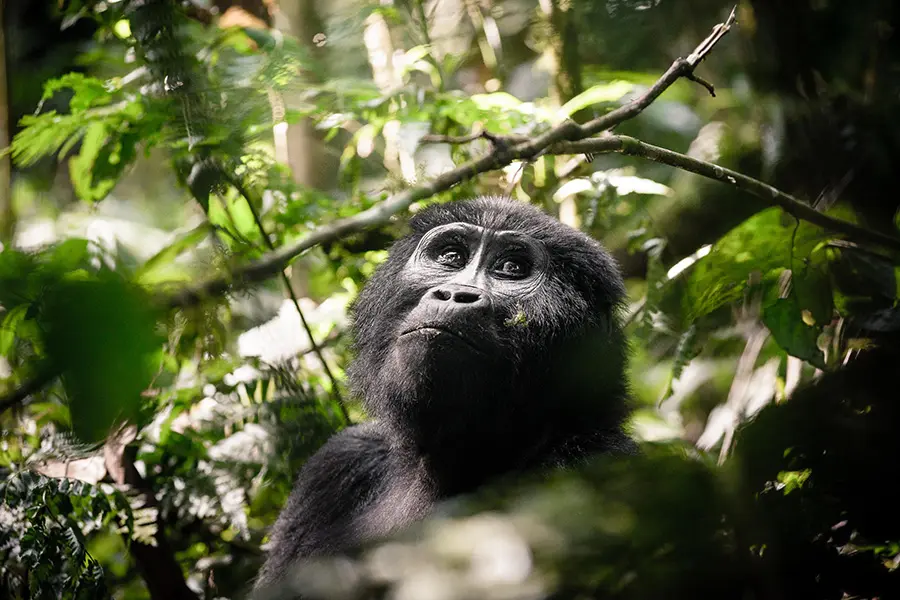 Senderismo con gorilas en el Sanctuary Gorilla Forest Camp del Parque Nacional de Bwindi, Uganda | Go2Africa