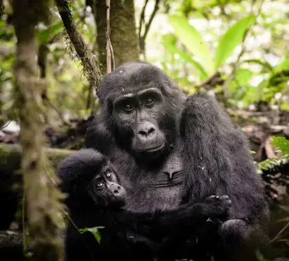 Avistamiento de gorilas en el Sanctuary Gorilla Forest Camp.