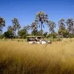 Traditional game drives through the Okavango Delta in Botswana.