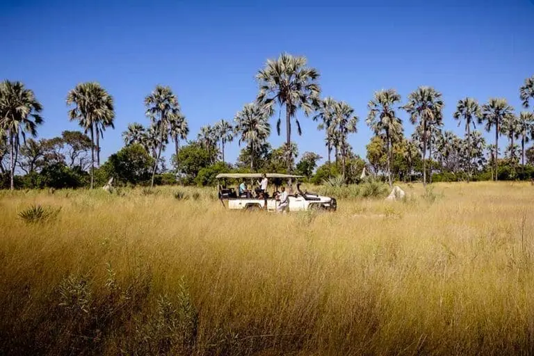Traditional game drives through the Okavango Delta in Botswana.