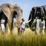 Home of the Living with Elephants interaction.