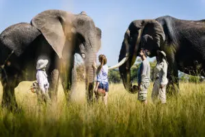 Home of the Living with Elephants interaction.