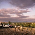 Emocionantes safaris.