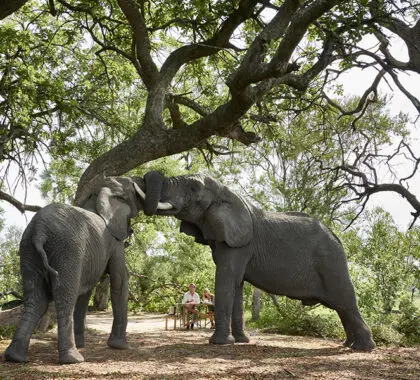 Wildlife.