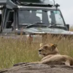 Emocionantes safaris.