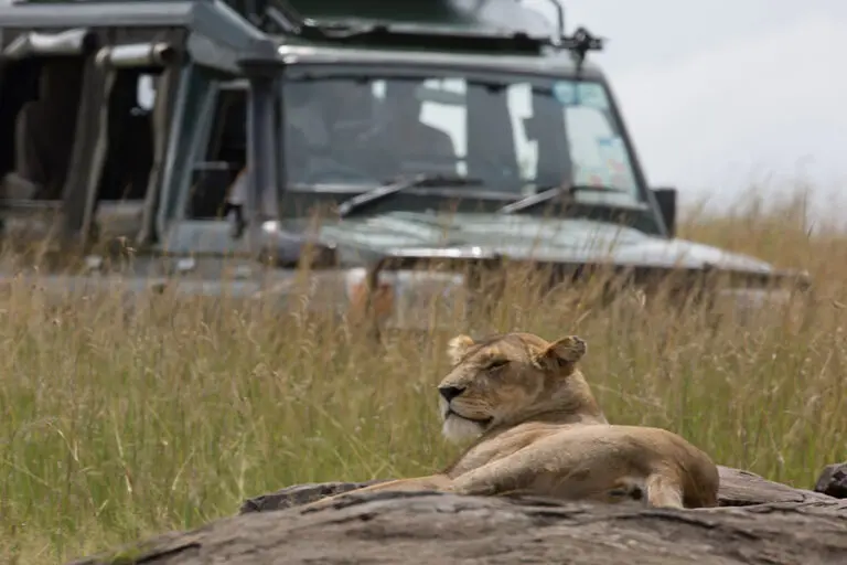 Thrilling game drives.