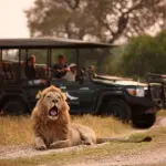 Disfrute de safaris por la mañana, por la tarde y a primera hora de la noche.