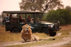 Disfrute de safaris por la mañana, por la tarde y a primera hora de la noche.