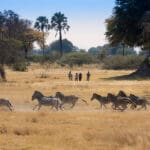 Inolvidables safaris a pie con guía.