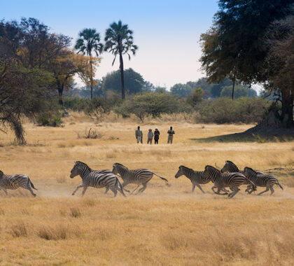 Unforgettable safari guided walks.