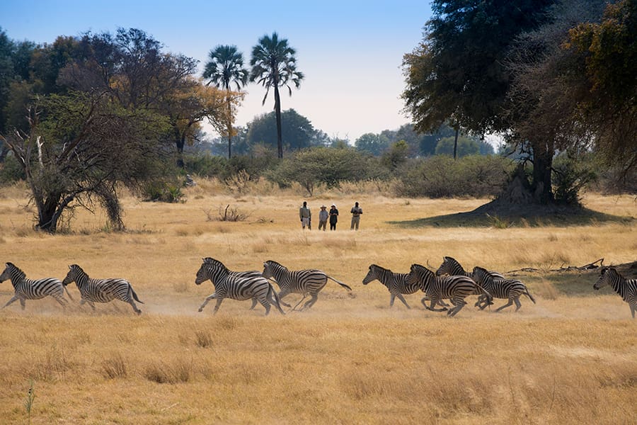 Inolvidables safaris a pie con guía.