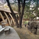El Sandibe Okavango Safari Lodge alberga una rica diversidad de vida salvaje.