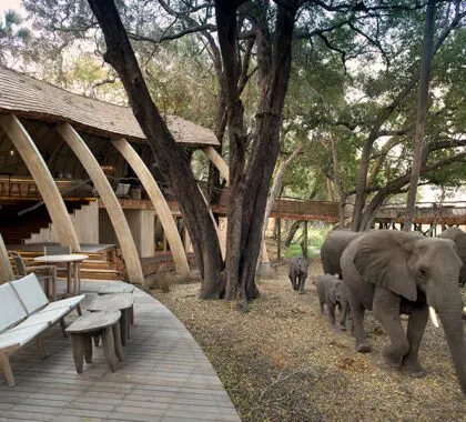El Sandibe Okavango Safari Lodge alberga una rica diversidad de vida salvaje.