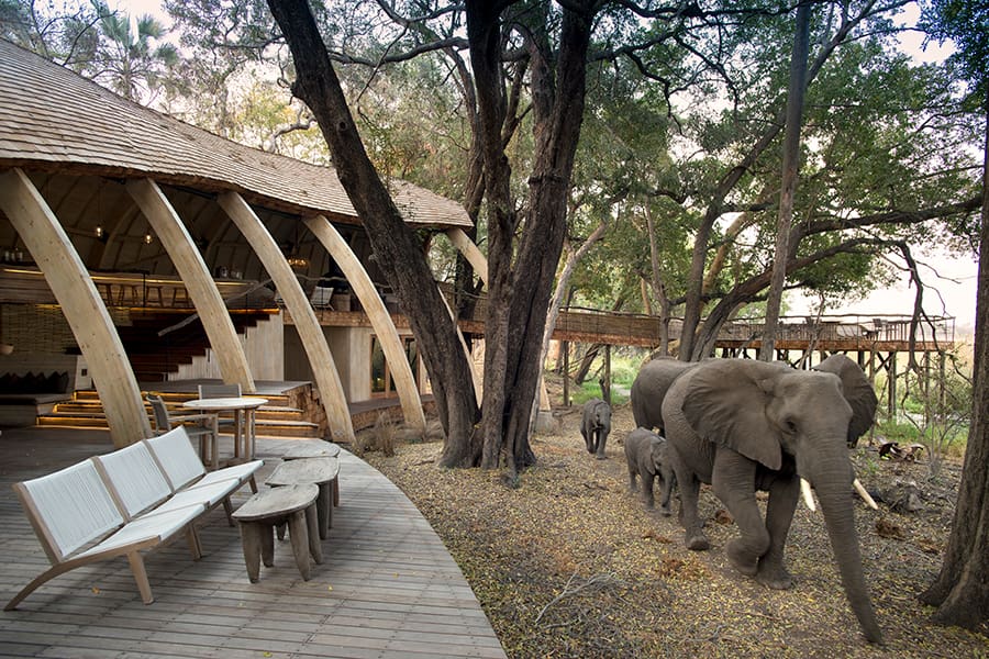 El Sandibe Okavango Safari Lodge alberga una rica diversidad de vida salvaje.