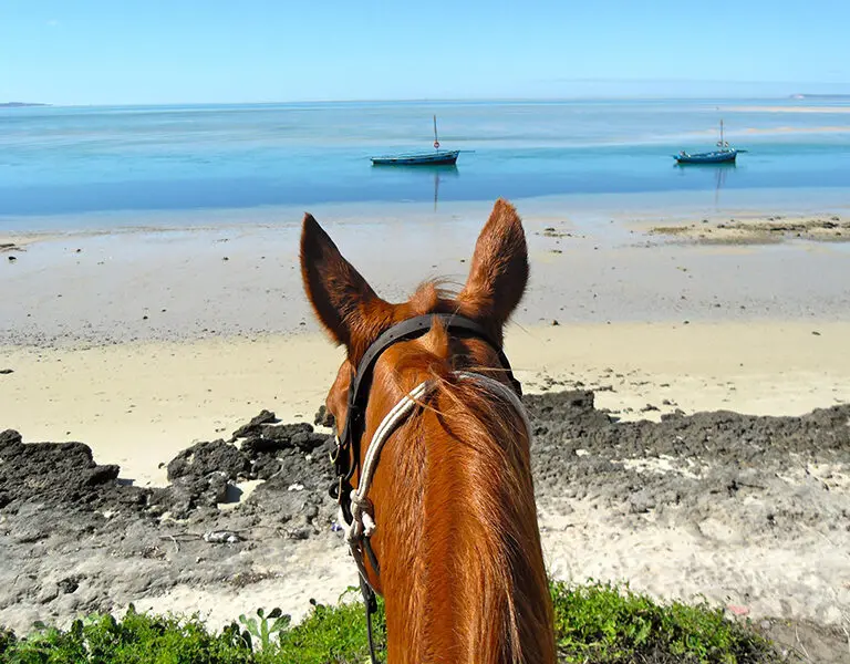 Book a horseback riding excursion on the beach.