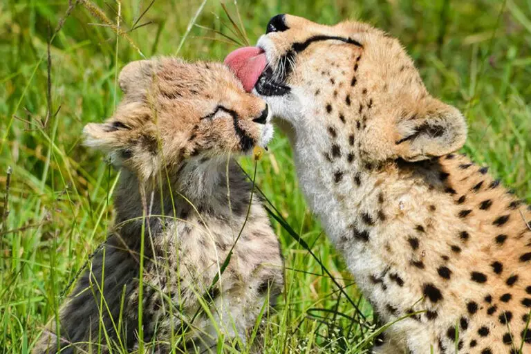 Saruni-Mara-Cheetah-by-Heather-Shull-Hood