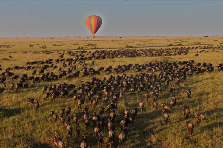 Witness the wildebeest migration.
