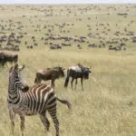 See thousands of animals in the Masai Mara.