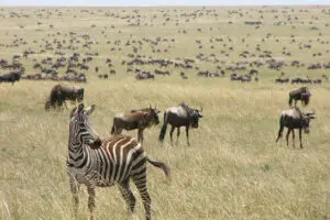 See thousands of animals in the Masai Mara.
