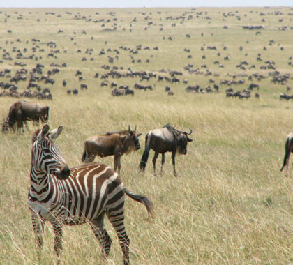 See thousands of animals in the Masai Mara.