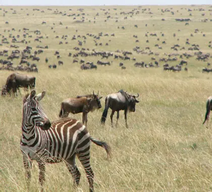 Contemple miles de animales en el Masai Mara.